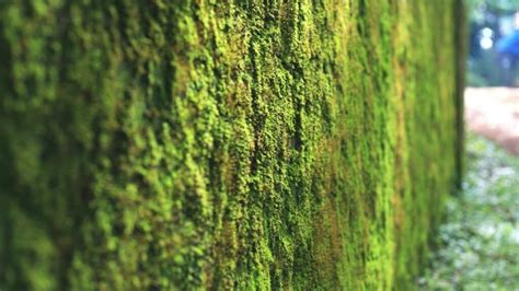 How To Keep Moss Alive — Our Top Tips