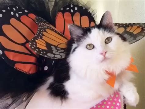 Cat Video Beautiful Sophie In Her Butterfly Outfit Cute And Funny