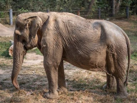 a disturbing image of an elephant with a deformed spine shows the brutal toll that tourist rides