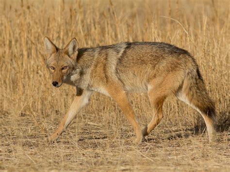 Coyote On The Prowl Backcountry Gallery Photography Forums