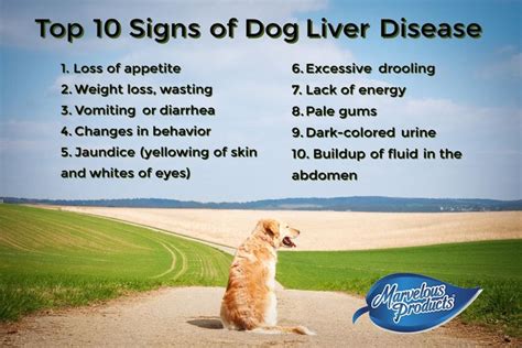 The Top Ten Signs Of Dog Liver Disease Dog Health Liver Liver