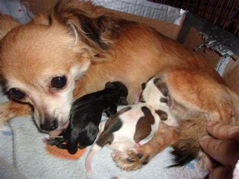 Search for a chihuahua puppy or dog. adorable chihuahua puppies , apple head , small/teacup for ...