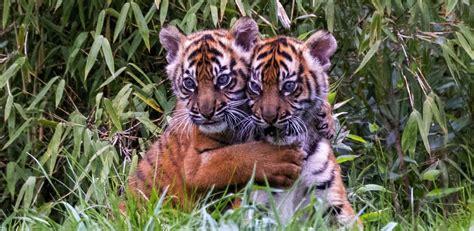 Zoo Welcomes Twin Tiger Cubs