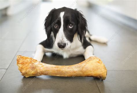 Dog Eating Bone On Floor Stock Image F0137453 Science Photo Library