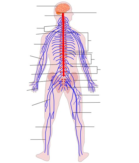 Filehuman Nervous System Diagram No Textsvg