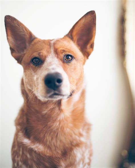 Red Heeler Photography Cute Australian Cattle Dog Dog