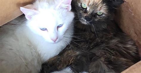 2 Mama Cats Album On Imgur
