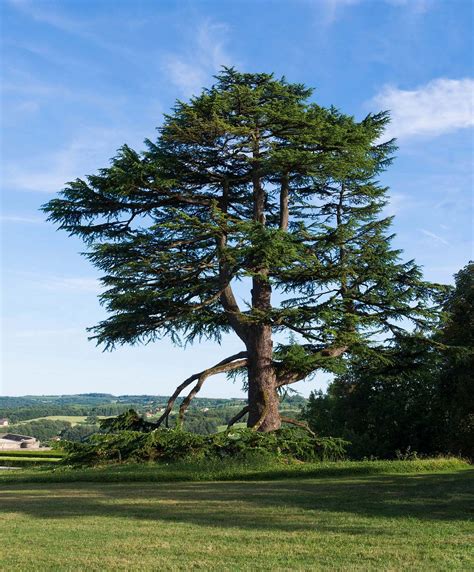 Cedar Tree Of Lebanon Facts Identification Uses Pictures Pelajaran