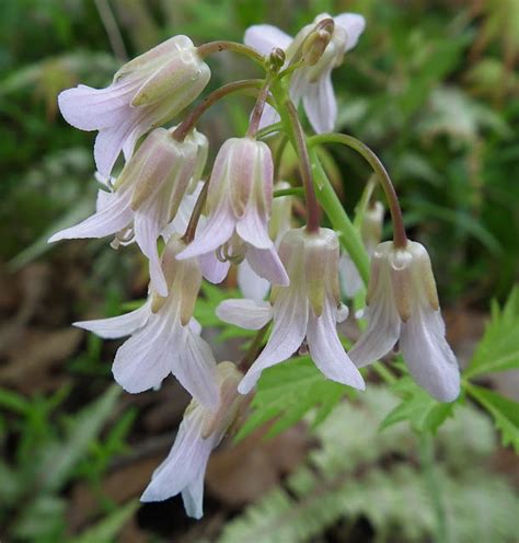 Clay And Limestone Wildflower Wednesday~the Toothworts