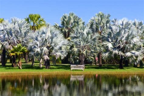 A Visit To Fairchild Tropical Botanic Garden Florida Botanical Gardens