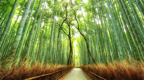 Landscape Bamboo Path Japan Nature Fence Forest Japan Landscape