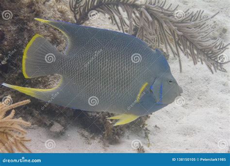 Blue Angelfish On Coral Reef Stock Image Image Of Marine Angelfish
