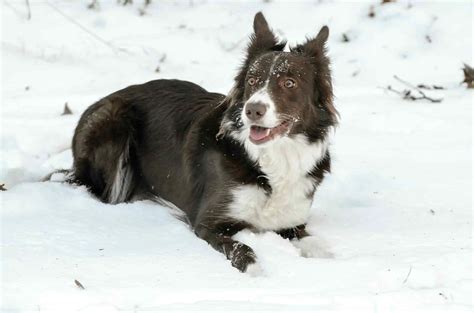 Border Collie Temperament Are You Up For The Challenge Colliecare
