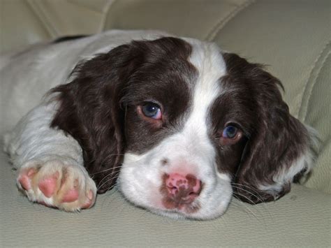 Springer spaniel puppies 2 boys left they will be ready to leave this week they will be micro chipped both jags and wormmed all paper work will be there in the puppy pack any other questions. Sporting Puppies Pictures