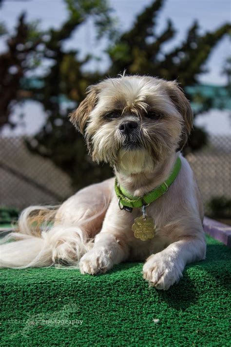 Physicians, attorneys, or members of clergy may recommend a child open for adoption but may not receive payment for the recommendation. Shih Tzu dog for Adoption in Seal Beach, CA. ADN-507844 on ...
