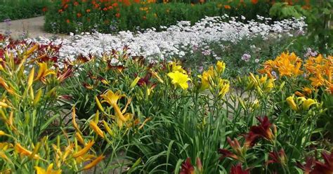 Flowers that bloom all year south africa. Perennials reward gardeners with a symphony of ever ...