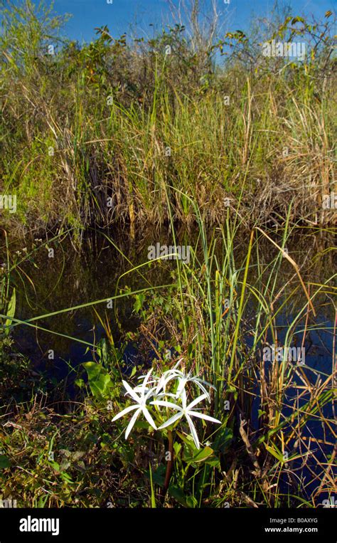 The Swamp Lily Crinum Americanum In Its Natural Habitat Of The