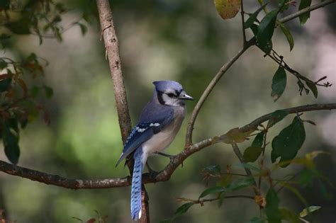 Blue Jay Birds And Blooms