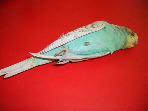 The Dead Parakeet Explore Wontoncrueltys Photos On Flickr Flickr
