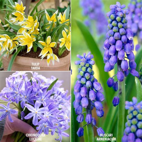 Spring Bulb Flowers Images Top Collection Of Different Types Of