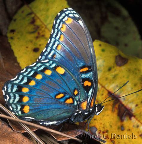 The Blue Flying Wonders Miamis Exotic Native Butterflies