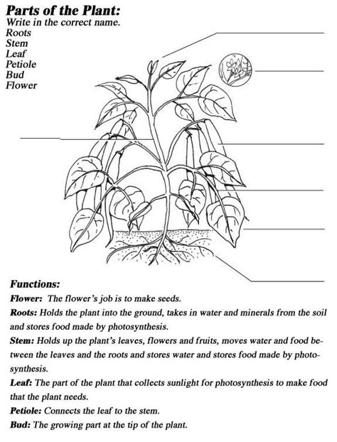 Parts Of Plant Label Worksheet
