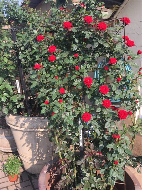 Espalier Your Roses For A Spectacular Rose Feature Ludwigs Roses