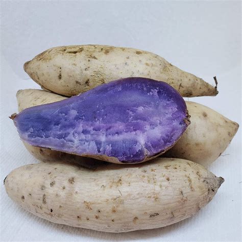 Hawaiian Okinawan Purple Sweet Potatoes Ubi Yam 2 Pounds Etsy