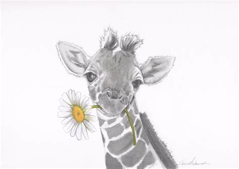 Drawing Giraffe Baby Giraffe Original Handmade Nursery Art Etsy
