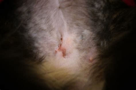 How long does the surgery take? Does this incision look like it is HEALING OK? | TheCatSite