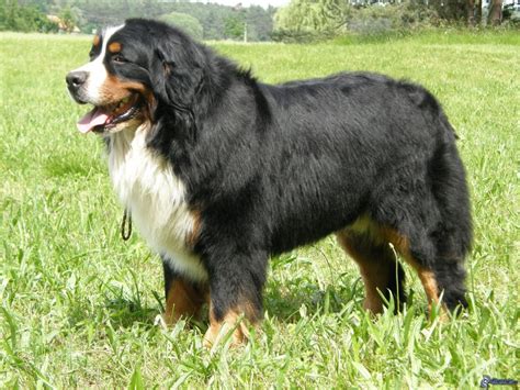 Bernese Mountain Dog Breed Guide Learn About The Bernese Mountain Dog