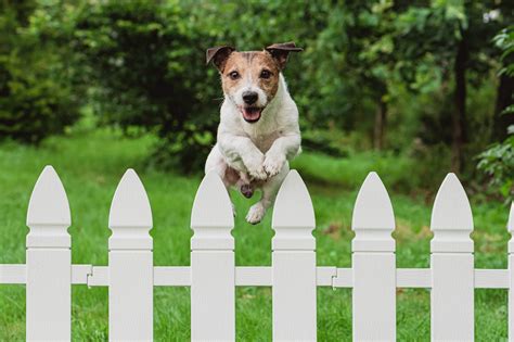 Dog Jumping Over Fence