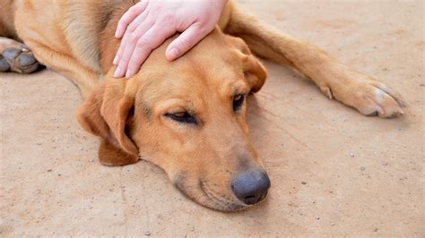Nicht jeder hund, dessen körpertemperatur über die normaltemperatur ansteigt, ist gleich krank. Daran erkennen Sie, dass Ihr Hund Fieber hat