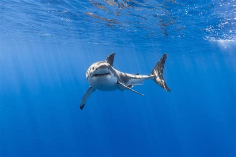 8k Shark Wallpapers Top Free 8k Shark Backgrounds Wallpaperaccess