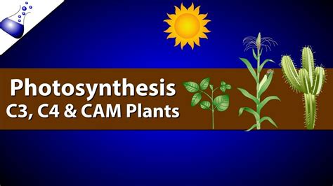 Difference Between C4 And Cam Plants Pdfshare