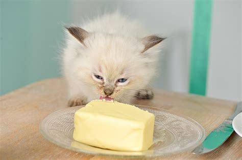 Can Cats Eat Butter Is Butter Toxic For Cats Cats Can Eat