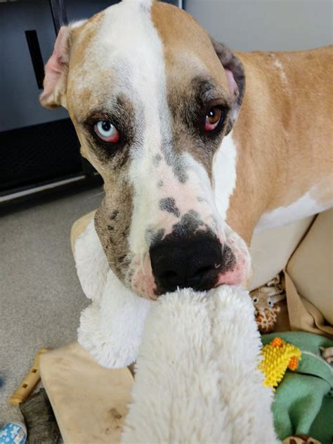 Adopt Rilee A Tanyellowfawn With White Great Dane Mixed Dog In