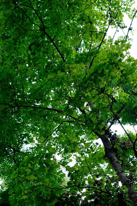 1080x1920 Wallpaper Green Leafed Tree Peakpx