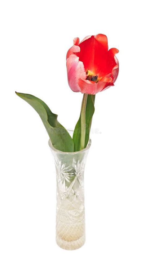 One Red Tulip Stock Image Image Of Tulip Petal Decoration 31254487