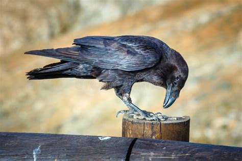 Common Raven Sitting On A Wooden Beam Stock Photo Image Of Bird