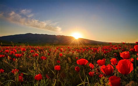 Flowers On The Sunset Wallpapers Wallpaper Cave