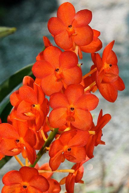 HOA PHONG LAN VIỆT VIETNAM ORCHIRDS Floria Putrajaya Orchid Show Hoa lan Hoa đẹp Thực vật