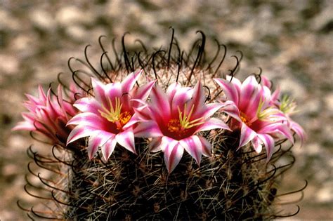 Top 5 Most Beautiful Cactus Flowers • • Earthpedia