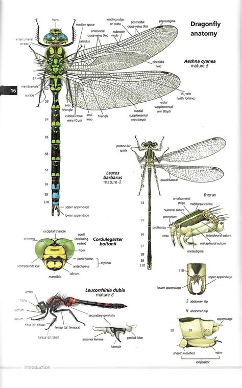 Book Review Field Guide To The Dragonflies Of Britain And Europe