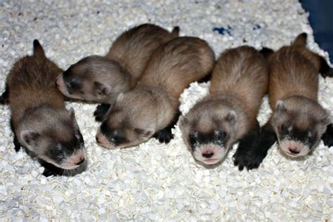 black footed ferrets   boost  science zooborns