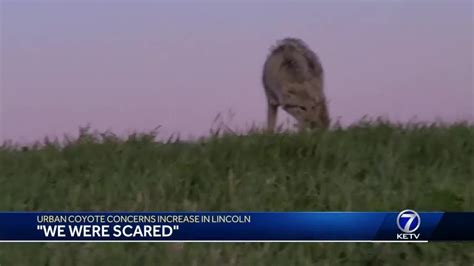 We Were Scared Urban Coyote Concerns Increase In Lincoln Youtube