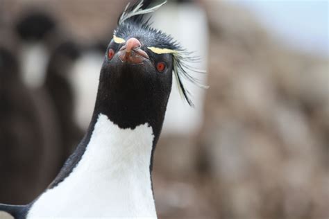 The Penguins Of The Falkland Islands