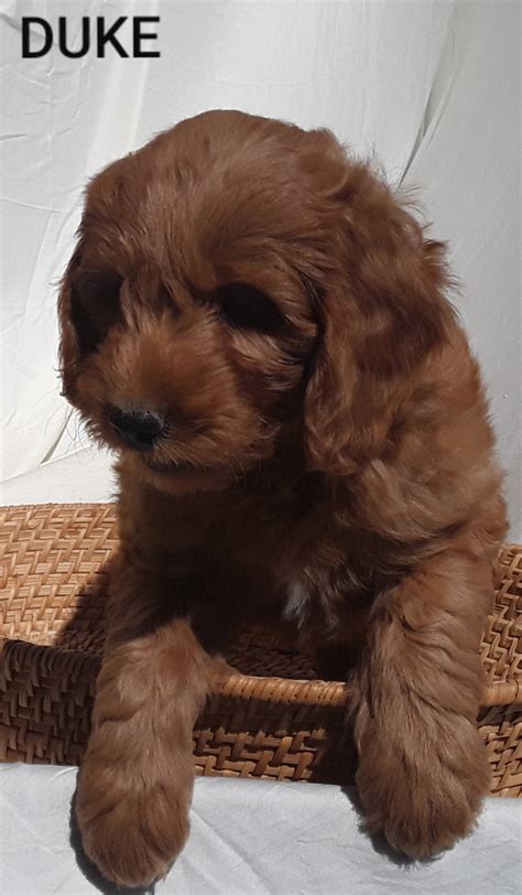 Find goldendoodle puppies for sale on pets4you.com. Goldendoodle Puppies For Sale | Sugarcreek, OH #305546