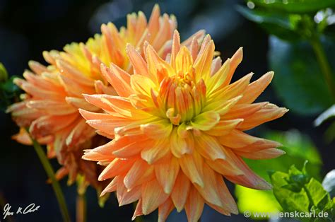 Jahrhunderts nach spanien, von wo aus sie in die anderen europäischen länder eingeführt wurden. Semi-Kaktus-Dahlie Flamingo | Jens Karsten Carl