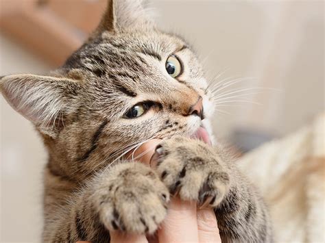 Cat Love Bites What They Mean And Why They Happen Catster